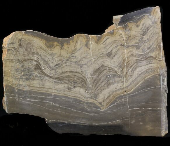 Devonian Stromatolite Slab - Orkney, Scotland #40120
